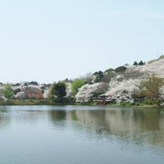 3つの池の周辺に早咲きから遅咲きまで、様々なサクラが楽しめることから日本の「さくら名所100選」にも選ばれました。
