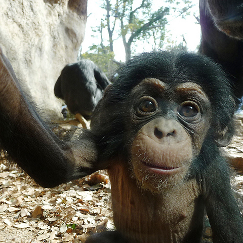 チンパンジーの子供かわいいです