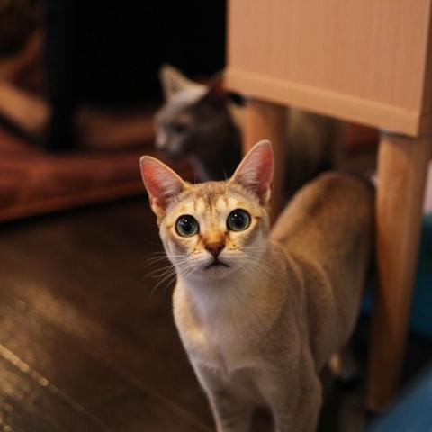 まいきゃっと 猫カフェ 横浜市都筑区 鴨居 ららぽーと 横浜市 神奈川区 ペットサービス 猫販売 ねこスタッフ