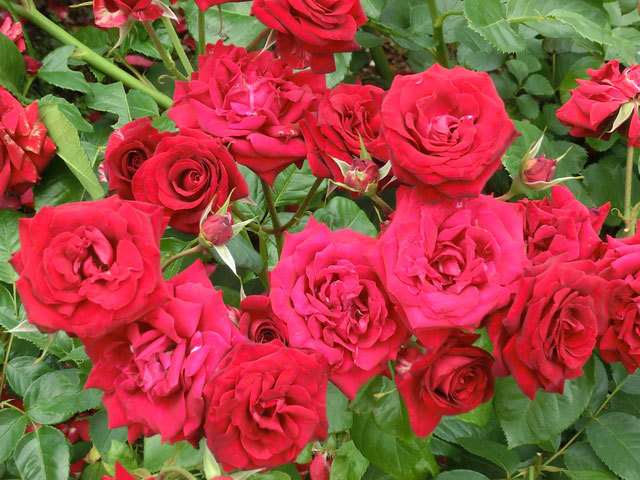 横浜イングリッシュガーデン　ローズ・フェスティバル